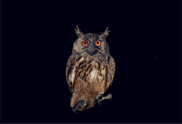Pier 37 Custom Listing - Owl on Black - Vinyl Boutique Shop