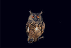 Pier 37 Custom Listing - Owl on Black - Vinyl Boutique Shop