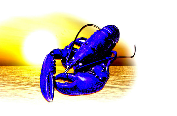 Pier 37 Custom Listing - Blue Lobster Sunset - Vinyl Boutique Shop